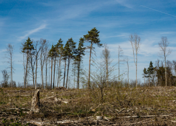 Polícia Ambiental multa Proprietário de Fazenda em R$ 240.000,00 por desmatamento em Guarapuava.