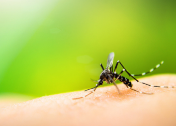 “Fala Saúde”  Disponibiliza Informações sobre Focos do Mosquito Aedes em Guarapuava