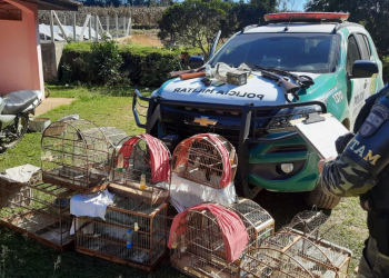 Polícia Ambiental apreende quatro armas e 12 pássaros silvestres em Rio Negro (PR)