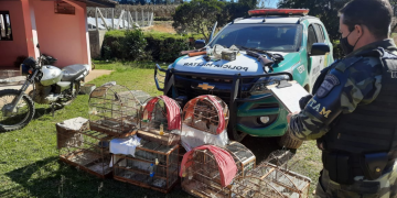 Polícia Ambiental apreende quatro armas e 12 pássaros silvestres em Rio Negro (PR)