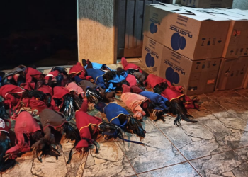 Denúncia anônima auxilia PM a resgatar 40 galos que participavam de rinha e autuar organizadores em R$ 254 mil, em Lindoeste (PR)
