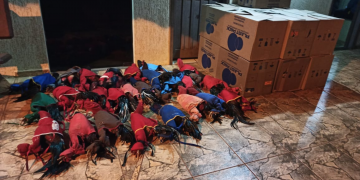 Denúncia anônima auxilia PM a resgatar 40 galos que participavam de rinha e autuar organizadores em R$ 254 mil, em Lindoeste (PR)