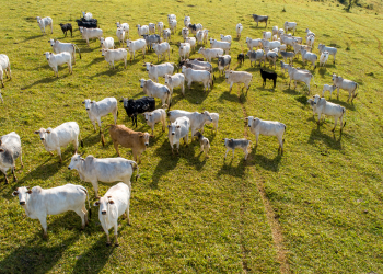 Prazo para atualização cadastral de rebanho termina dia 30; parcial não chega a 50%
