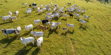 Prazo para atualização cadastral de rebanho termina dia 30; parcial não chega a 50%