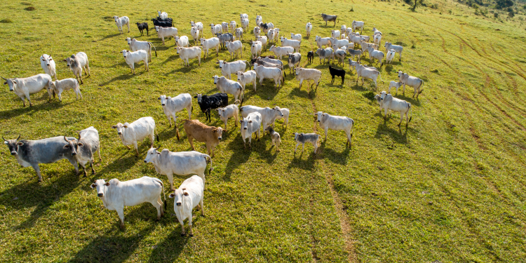 Prazo para atualização cadastral de rebanho termina dia 30; parcial não chega a 50%
