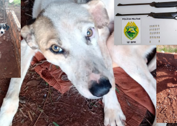 Homem é preso por maus tratos à animais e posse ilegal de armas em Candói