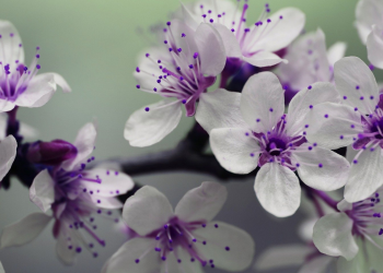 Óbitos registrados nesta segunda (14) em Guarapuava pela Central de Triagem