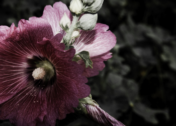 Óbitos registrados neste sábado (19) em Guarapuava pela Central de Triagem