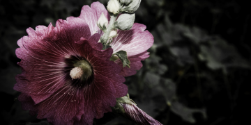 Óbitos registrados neste sábado (19) em Guarapuava pela Central de Triagem