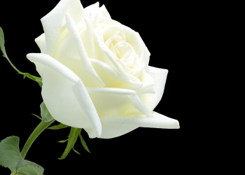 Óbitos registrados neste domingo (20) em Guarapuava pela Central de Triagem