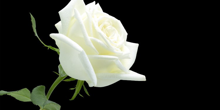 Óbitos registrados neste domingo (20) em Guarapuava pela Central de Triagem