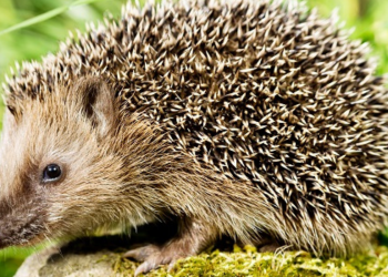 Criador Suspeito Ilegal de Animais Silvestre e preso com 57 Ouriços pigmeus africanos.