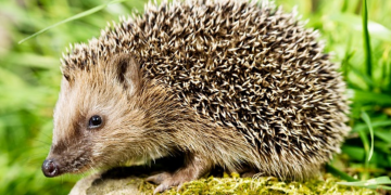 Criador Suspeito Ilegal de Animais Silvestre e preso com 57 Ouriços pigmeus africanos.