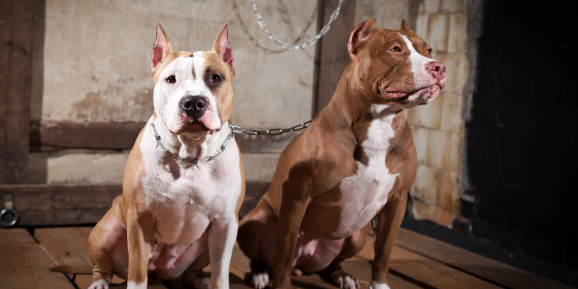 Dois cães da raça Pitbull fogem de casa e ataca outro cão, em Guarapuava