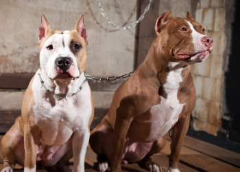 Dois cães da raça Pitbull fogem de casa e ataca outro cão, em Guarapuava