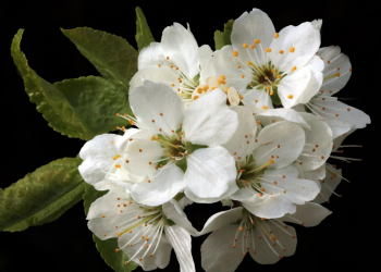 Óbitos registrados neste sábado (12) em Guarapuava pela Central de Triagem