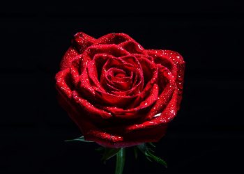 Óbitos registrados nesta quinta (17) em Guarapuava pela Central de Triagem