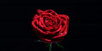 Óbitos registrados nesta quinta (17) em Guarapuava pela Central de Triagem