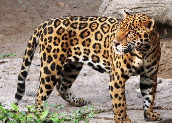 Brasil é a principal rota do tráfico de ossadas de onças com destino à Ásia