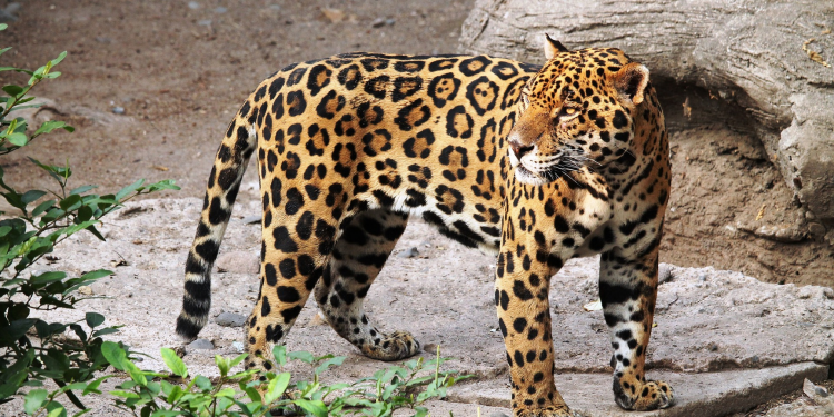 Brasil é a principal rota do tráfico de ossadas de onças com destino à Ásia