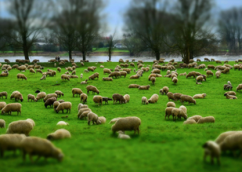 Ativismo Ministerial X Alegria no Ministério
