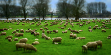 Ativismo Ministerial X Alegria no Ministério