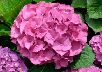 Óbitos registrados neste domingo (13) em Guarapuava pela Central de Triagem