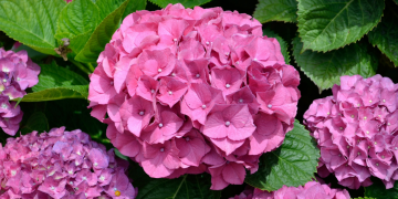 Óbitos registrados neste domingo (13) em Guarapuava pela Central de Triagem