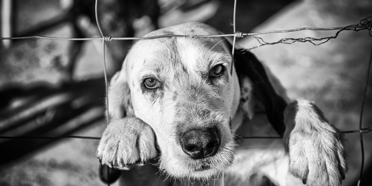 QUE TAL ADOTAR UM PET? MAIS DE 200 CÃES ESPERAM POR UM LAR EM GUARAPUAVA