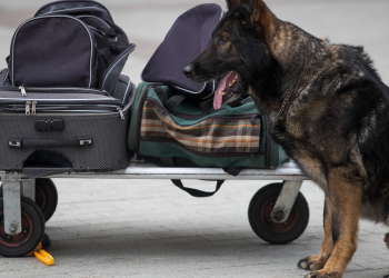 Cão farejador encontra mais de 10 quilos de drogas em ônibus com destino à Curitiba
