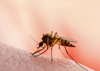 China erradica malária depois de 70 anos de luta contra a doença