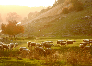 Salmo 1 — Comentário do Livro de Salmos