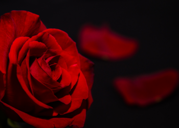 Óbitos registrados nesta quarta-feira (23) em Guarapuava pela Central de Triagem