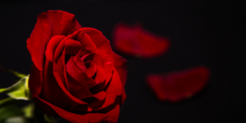 Óbitos registrados nesta quarta-feira (23) em Guarapuava pela Central de Triagem