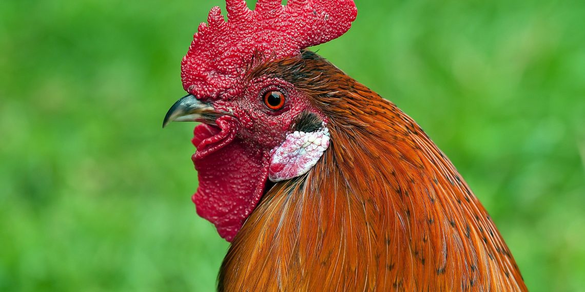 Galo é detido após reclamação de Perturbação do Sossego em Ivaiporã Interior do Paraná.