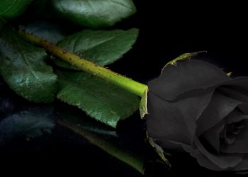 Óbitos registrados nesta segunda-feira (28) em Guarapuava pela Central de Triagem