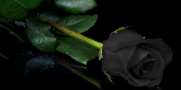 Óbitos registrados nesta segunda-feira (28) em Guarapuava pela Central de Triagem