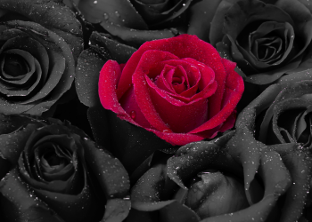 Óbitos registrados nesta segunda – feira (21) em Guarapuava pela Central de Triagem