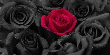 Óbitos registrados nesta segunda – feira (21) em Guarapuava pela Central de Triagem