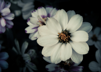 Óbitos registrados nesta sexta-feira (25) em Guarapuava pela Central de Triagem