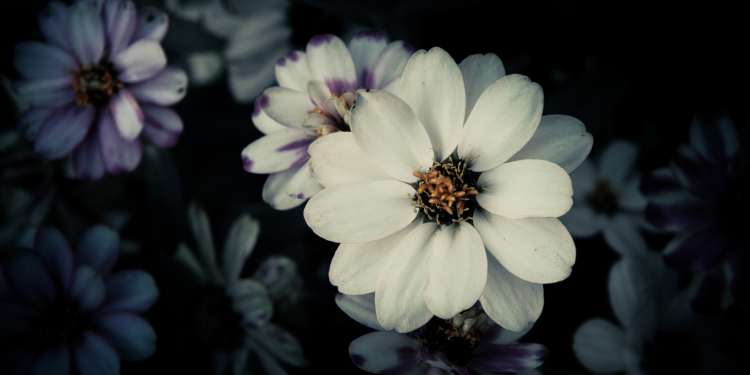 Óbitos registrados nesta sexta-feira (25) em Guarapuava pela Central de Triagem