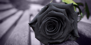 Óbitos registrados nesta terça-feira (29) em Guarapuava pela Central de Triagem