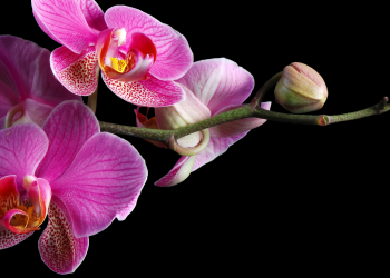 Óbitos registrados neste domingo (04) em Guarapuava pela Central de Triagem