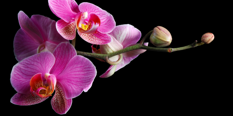 Óbitos registrados neste domingo (04) em Guarapuava pela Central de Triagem