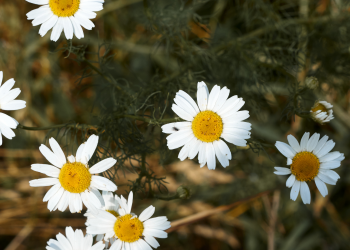 Óbitos registrados nesta quinta-feira (22) em Guarapuava pela Central de Triagem