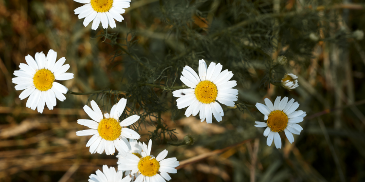 Óbitos registrados nesta quinta-feira (22) em Guarapuava pela Central de Triagem
