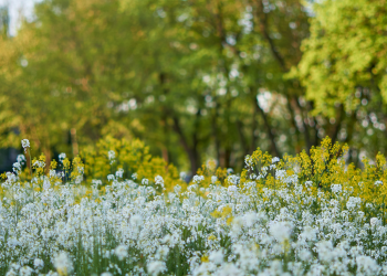 Óbitos registrados neste domingo (25) em Guarapuava pela Central de Triagem