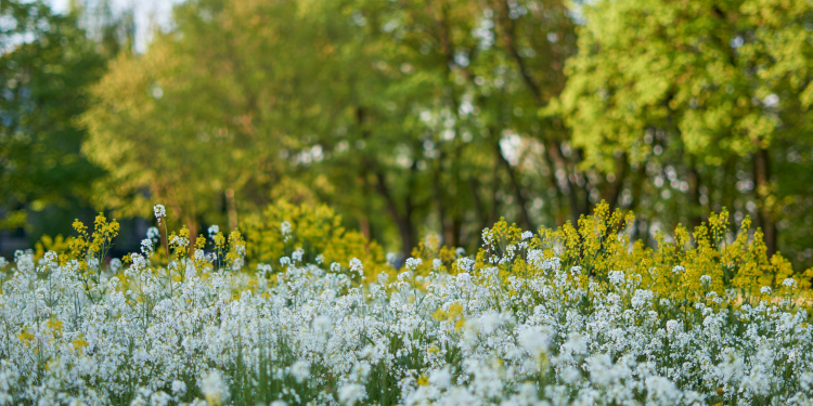 Óbitos registrados neste domingo (25) em Guarapuava pela Central de Triagem