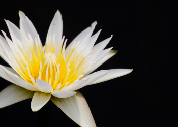Óbitos registrados neste domingo (11) em Guarapuava pela Central de Triagem