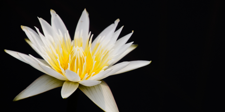 Óbitos registrados neste domingo (11) em Guarapuava pela Central de Triagem